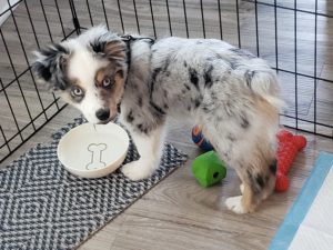 Coastal Canine Academy