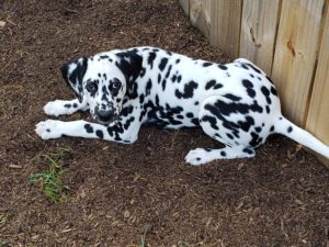Coastal Canine Academy