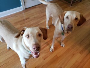 Coastal Canine Academy