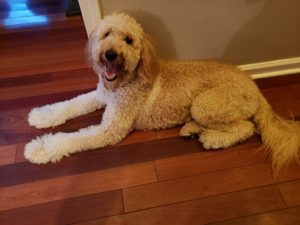 Coastal Canine Academy