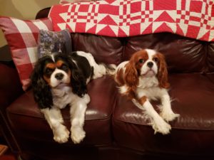 Coastal Canine Academy